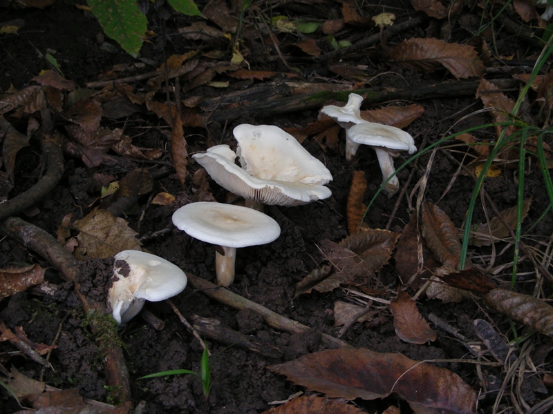 Escursione in bosco misto collinare